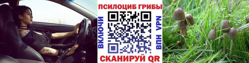 Псилоцибиновые грибы Psilocybe  Верхотурье 